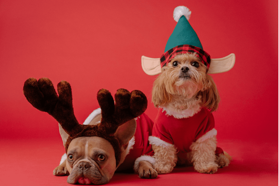 cani con cappelli natalizi